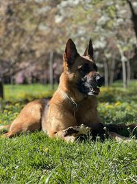 A german shepherd is lying on the grass in the park