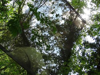 Low angle view of tree against sky