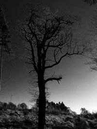 Bare tree against clear sky