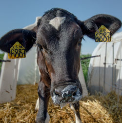 Close-up portrait of goat in field