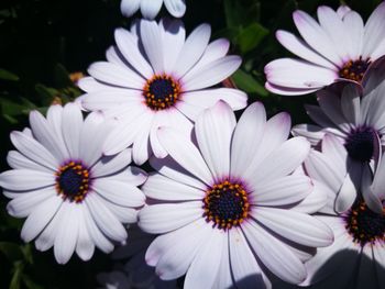 Close-up of white flowers blooming outdoors