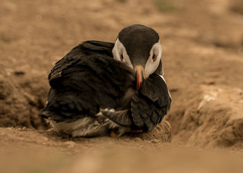 Close-up of a bird