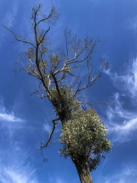 Low angle view of tree against blue sky