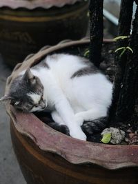 A cat sleeping in a flower pot