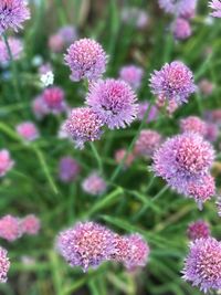 Close-up of purple flowers blooming outdoors