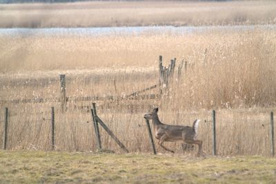 Sheep in a field