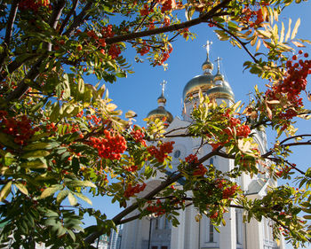 The domes of the orthodox church with crosses  through the branches of a rowan tree