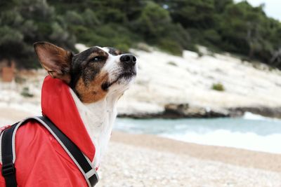 Close-up of dog looking away