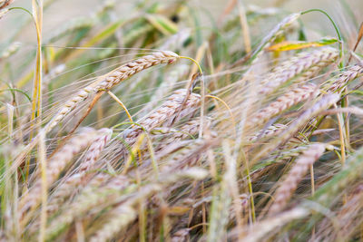 Close-up of wheat growing on field