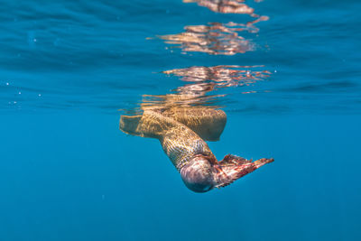 Turtle swimming in sea