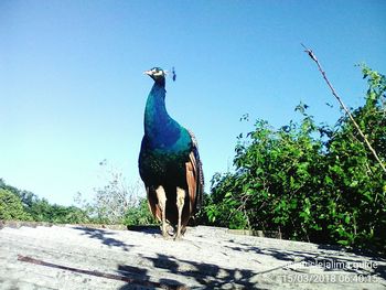 Close-up of peacock perching on tree against clear sky