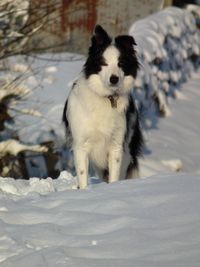 Dog on snow covered field