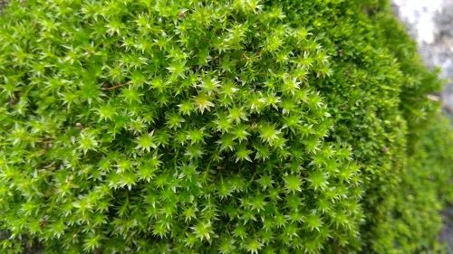 Full frame shot of fresh green plants