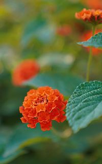 Close-up of orange flowering plant