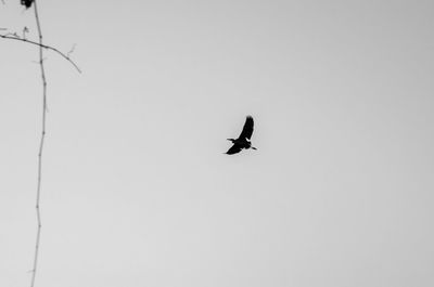 Low angle view of bird flying in sky