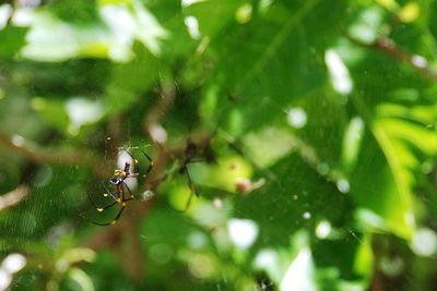 Close-up of spider on web