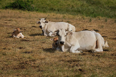 Family of cows resting in farindola abruzzo