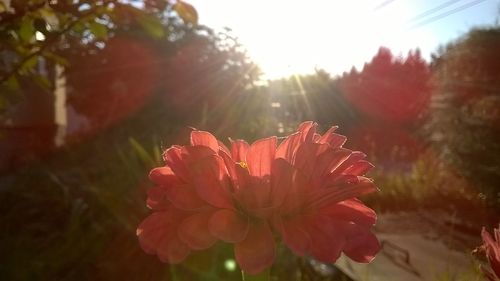 Close-up of red flower