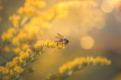 Close-up of bee pollinating on flower