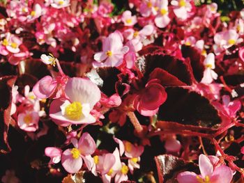 Close-up of pink cherry blossoms