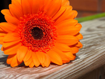 Close-up of orange flower