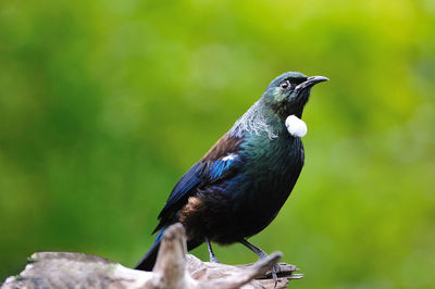 Close-up of bird perching outdoors