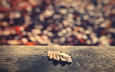 Close-up of dry leaves on wood