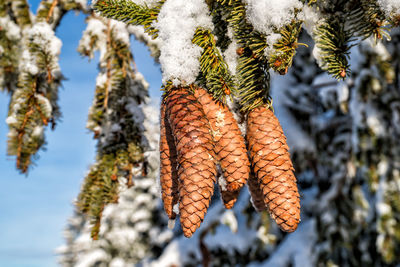 Spruce cones in winter