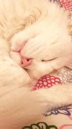 Close-up of cat sleeping on bed