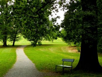 Trees in park