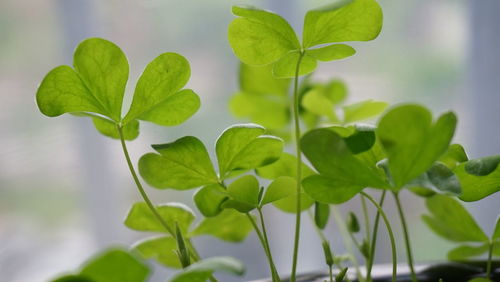 Close-up of green leaves