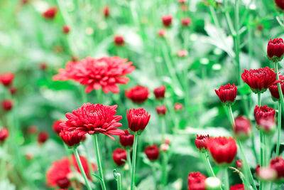 Close-up of red flowering plants