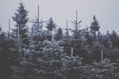 Trees in forest against sky during winter