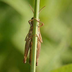 Close-up of insect on plant