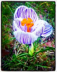 Close-up of flowers blooming outdoors