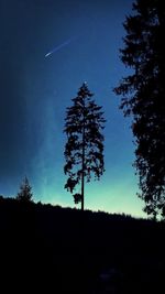 Silhouette of trees at night