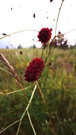 Close-up of red flowering plant on field