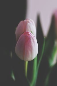 Close-up of pink flower