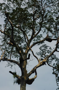 Low angle view of tree against sky