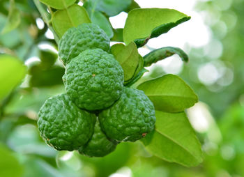 Low angle view of kaffir limes growing on tree