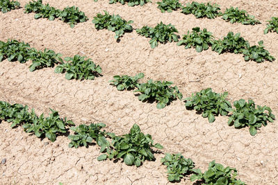 Close-up of plants on a field