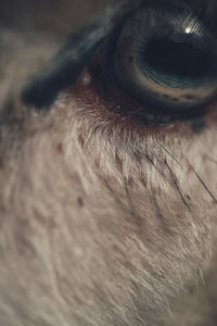 Close-up of animal eye