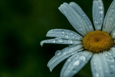 Close-up of water drops on flower