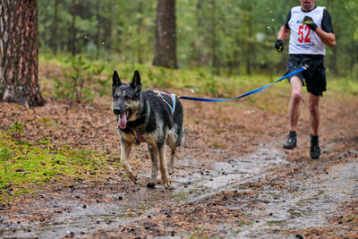 Dog running in forest