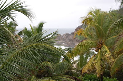 Palm trees against sky