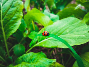 Close-up of ladybug on leaf