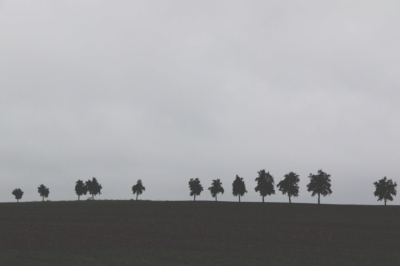 tree, copy space, sky, silhouette, tranquil scene, tranquility, clear sky, growth, nature, beauty in nature, field, landscape, scenics, palm tree, outdoors, dusk, day, low angle view, no people, non-urban scene