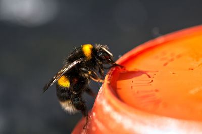 Close-up of bee on red pot