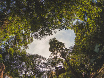 Low angle view of trees against sky