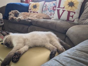 Cat resting on sofa at home